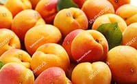 APRICOT